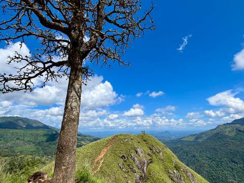       Single leafless tree stands on a grassy mountain ridge with hikers in the distance.
  