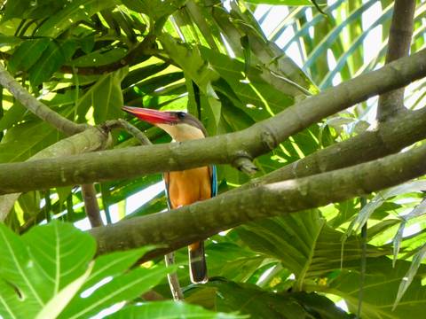       Colorful kingfisher perched among dense green branches.
  