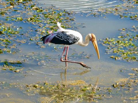       Painted stork wading through a shallow wetland searching for food.
  