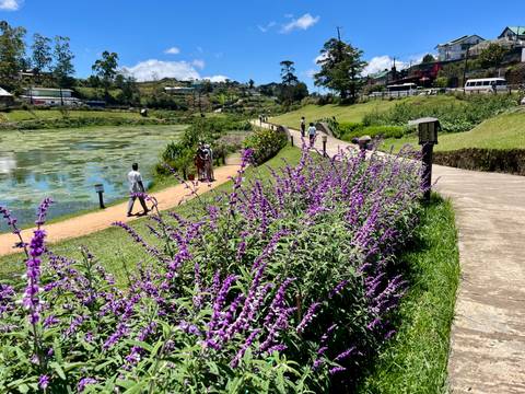       Lakeside park path lined with blooming purple sage and strolling visitors.
  