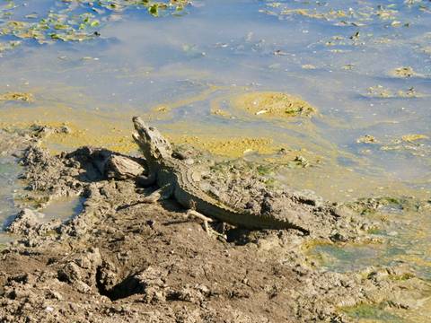       Crocodile partly covered in mud basking beside a swampy pool.
  