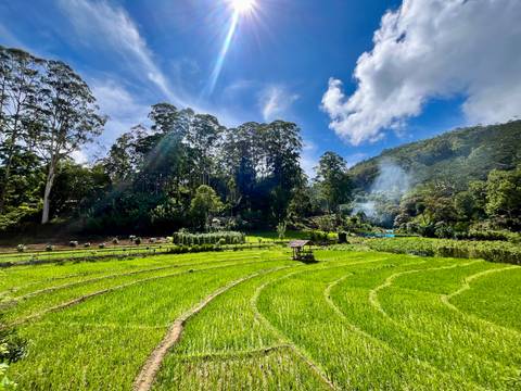       Sunlit emerald-green rice paddies bordered by forested hills and smoke rising in the distance.
  