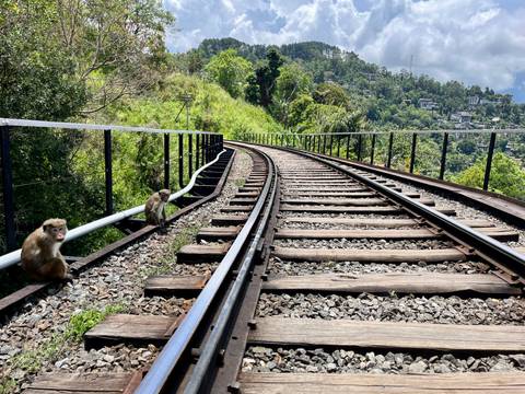       Curving railway line over a gorge with two monkeys sitting beside the tracks.
  
