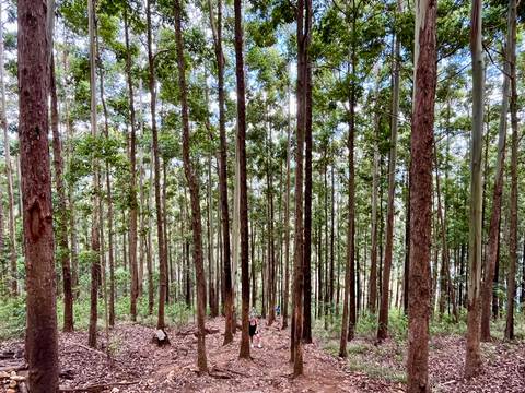       Tall straight eucalyptus trees tower over a lone hiker on a forest path.
  