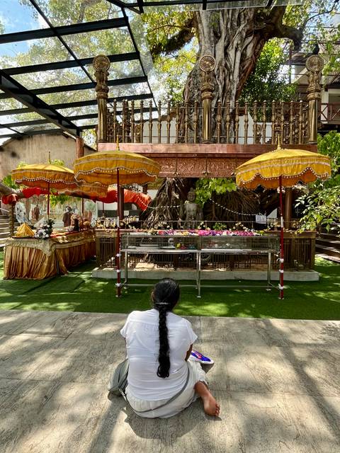       Devotee seated before a Bodhi tree shrine adorned with umbrellas and offerings.
  