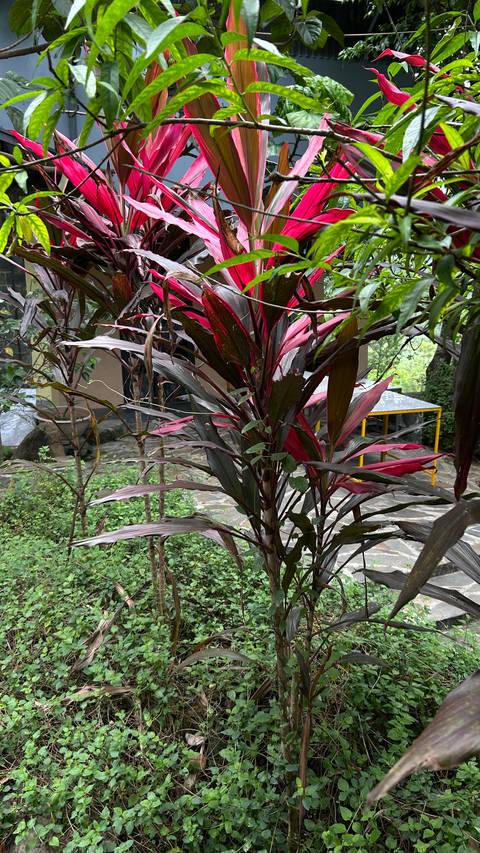       Close view of vibrant red and green tropical foliage in a garden courtyard.
  