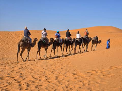      Caravan of tourists on camels traverses soft orange sand with guide in blue robe leading.
  