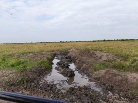       Group of buffalo wallowing in a muddy water hole in open grassland.
  