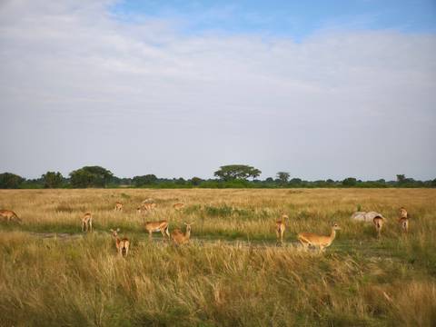       Herd of antelope grazing in tall yellow grass across a broad plain under a pale sky.
  