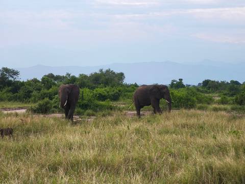       Two elephants walk through tall grass with bushy green backdrop and hazy mountains beyond.
  