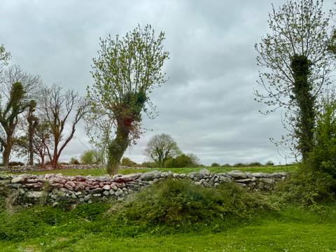       Stone field wall borders budding trees and a cloudy gray Irish sky in spring countryside.
  