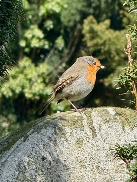       Close-up of a European robin perched on mossy stone amid greenery.
  
