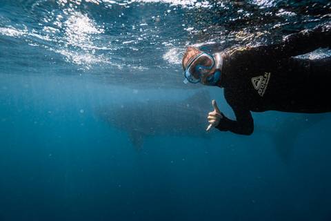       Snorkeler giving a shaka sign beside a shadowy whale shark in clear blue water
  