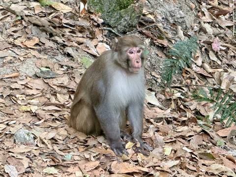       Rhesus macaque sitting amid dry leaves on a forest floor
  