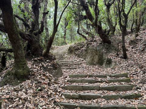      Mossy forest trail with stone steps winding through gnarled trees and fallen leaves
  