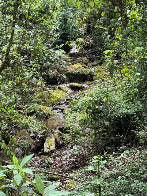       Clear stream flowing over moss-covered rocks in a dense green jungle
  