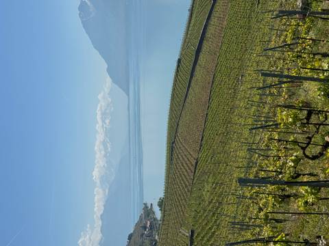       Sunny view over vineyard terraces descending to a calm blue lake with snowy Alps beyond.
  