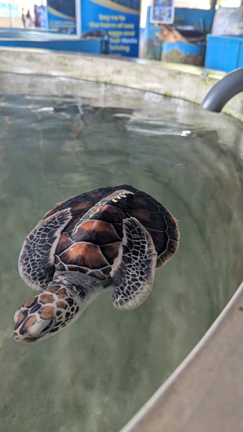       Close-up overhead shot of a juvenile sea turtle swimming in clear water.
  