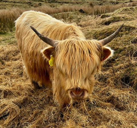       Shaggy Highland cow with long horns stands in dry grass, its hair covering its eyes.
  