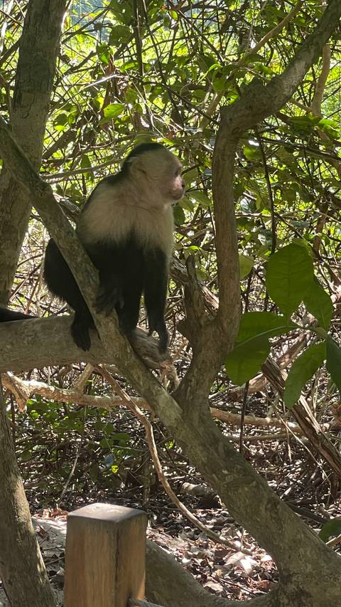       Partial view of a capuchin monkey perched on a tree branch in dense jungle foliage.
  