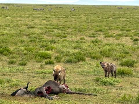       Two spotted hyenas feed on a wildebeest carcass on open grassy savannah.
  