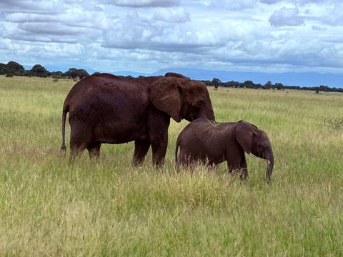       Adult elephant and calf grazing in green grass with distant blue hills beneath a cloudy sky.
  