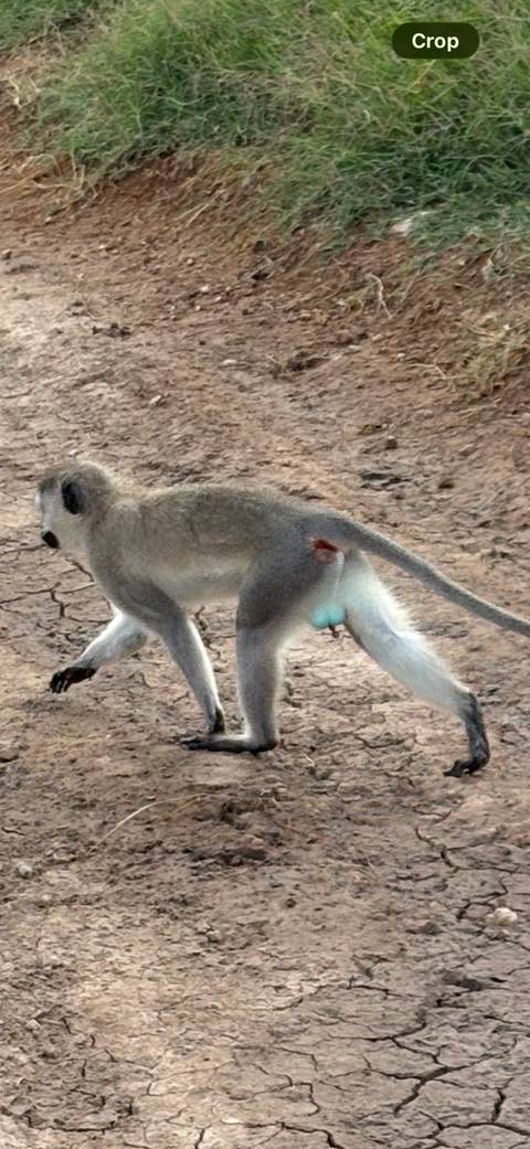       Close view of a vervet monkey walking across dry cracked earth, tail raised.
  
