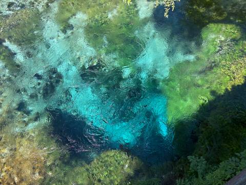       Vivid turquoise natural spring water swirling above lush aquatic plants
  