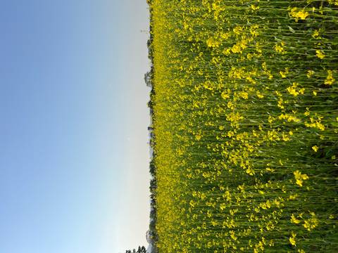       Vast field of bright yellow flowers stretching toward a clear blue sky.
  