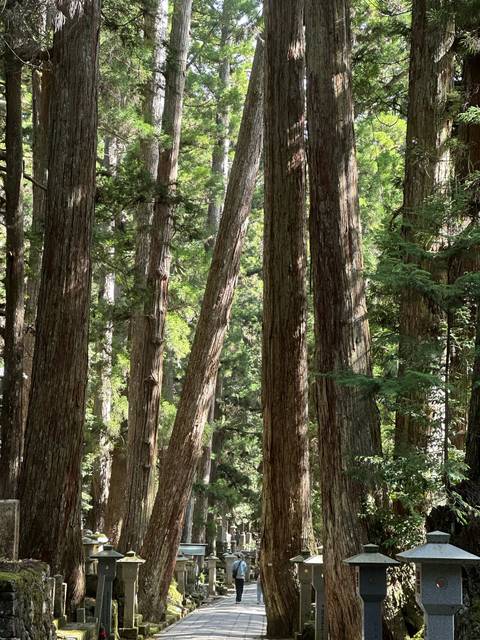       Dense forest scene with tall straight cedar trunks and dappled sunlight filtering through foliage.
  