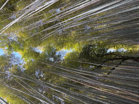       Upward view through towering bamboo stalks forming a green canopy against blue sky.
  