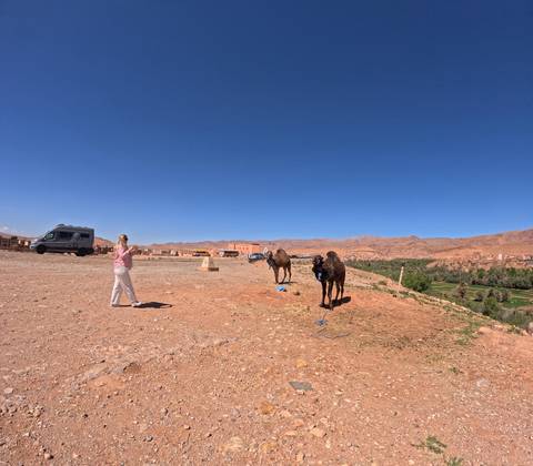       A woman approaches two saddled camels on a wide, rocky plain bordered by low desert mountains under a deep blue sky.
  