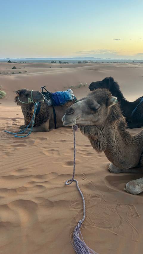       Close-up of resting camels equipped with saddles lying on the reddish desert sand.
  