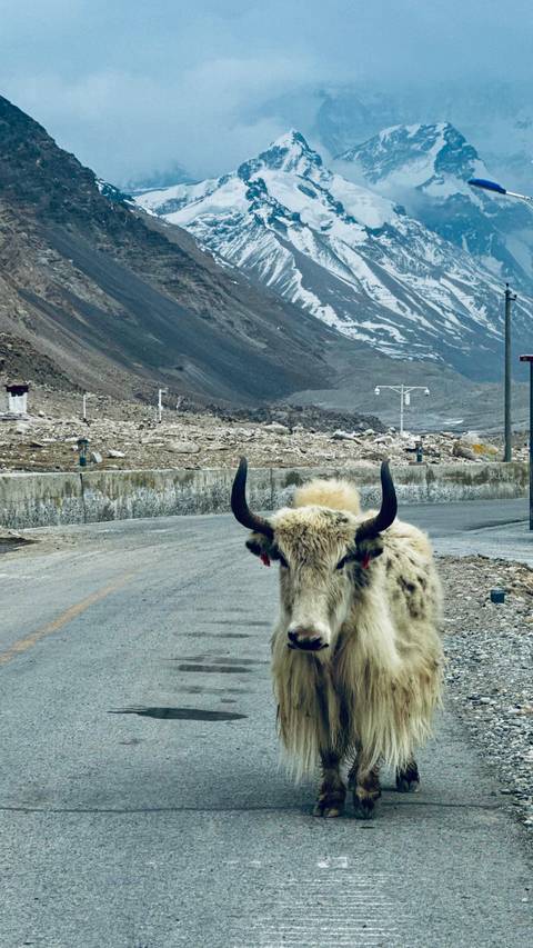       White-haired yak with curved horns stands on a high-altitude road against barren mountains.
  