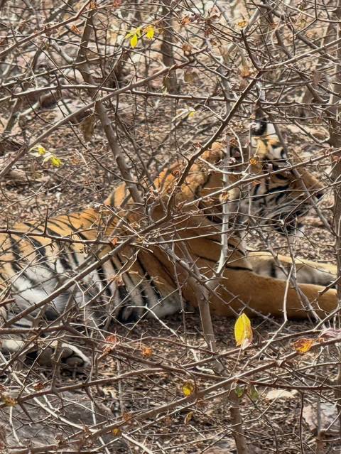      Private 7-tägige Oberoi Luxustour - Taj Mahal &amp; Ranthambore Tiger Safari Foto von Kundenbewertung 
  