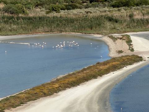       Quiet lagoon with a flock of flamingos wading in shallow blue water bordered by marsh vegetation.
  