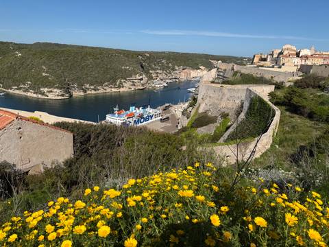       Panoramic view over Bonifacio’s cliff-top town and harbor with yellow wildflowers in the foreground and a Moby ferry docked below.
  