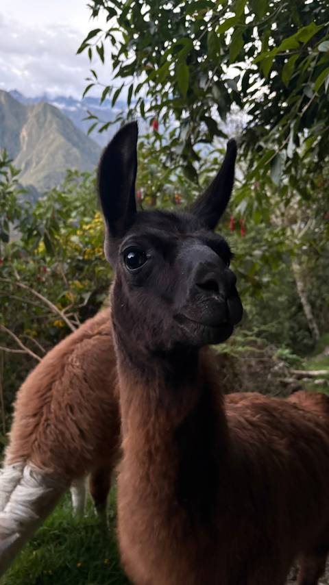       Close-up of a curious black llama against a blurred green mountain backdrop.
  
