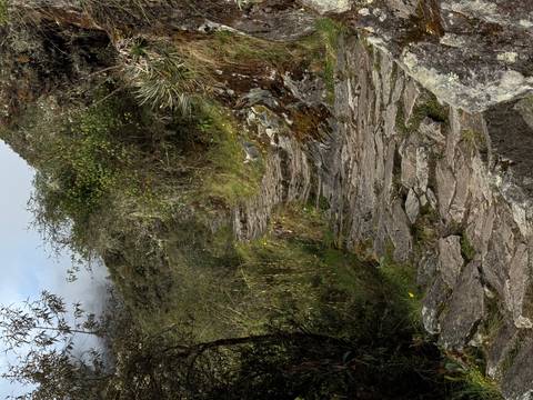       Stone-paved trail winding through lush forest on the Inca Trail.
  