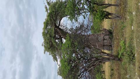       Ancient baobab tree towering above surrounding scrub in open savanna landscape.
  