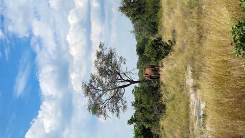       Lone elephant grazing beneath a tall acacia tree amid golden grasses on a sunny day.
  