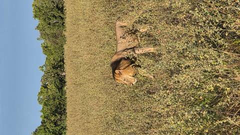       Male lion striding through tall dry vegetation with forest backdrop under a clear sky.
  