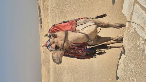       Cairo -Alexandria Short Break 5 Days to Land of the Kings with Sightseeing and Tour Guided customer review photo 
  