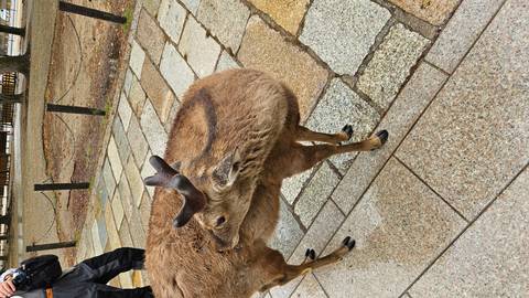       A tame deer grooms itself on stone paving in a park while tourists stand nearby.
  