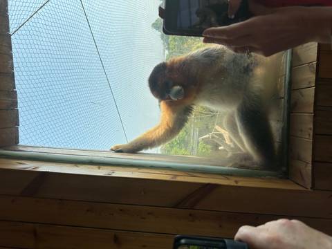       A golden snub-nosed monkey peers through a smudged glass enclosure toward an observer’s hand.
  