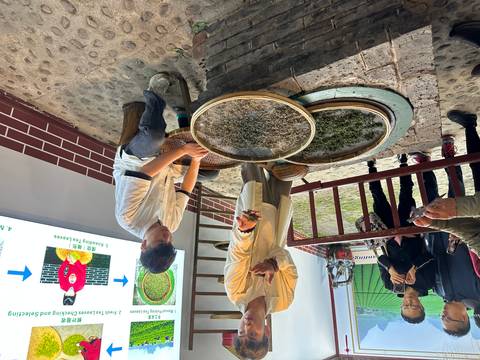      Demonstration of tea leaf processing with guide showing dried leaves and young man kneading tea on woven trays
  