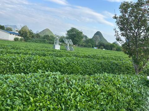       Vast green tea fields with karst limestone peaks rising in the background under a light blue sky
  