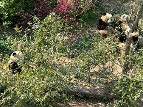       Group of giant pandas lounging and feeding on bamboo branches in a leafy enclosure
  