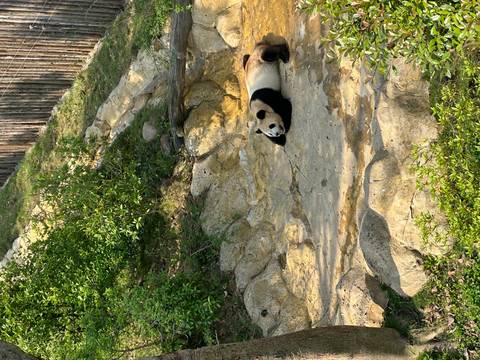       Lone panda lying on a rocky ledge surrounded by green shrubbery
  