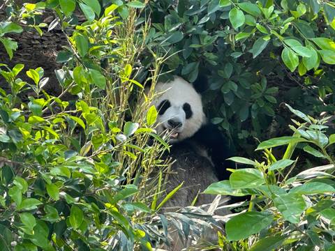       Panda peeking through bamboo and leafy bushes while chewing on stalks
  